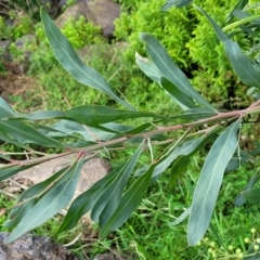 Acacia pycnantha at Woodforde, SA - 18 Apr 2023