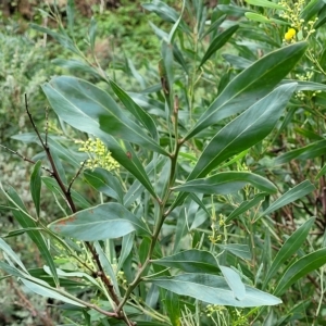 Acacia pycnantha at Woodforde, SA - 18 Apr 2023