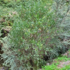 Acacia pycnantha at Woodforde, SA - 18 Apr 2023