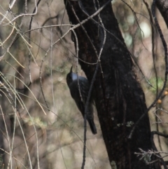 Cormobates leucophaea (White-throated Treecreeper) at Wanniassa Hill - 13 Apr 2023 by LPadg