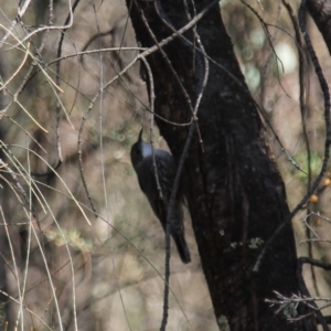 Cormobates leucophaea at Fadden, ACT - 13 Apr 2023