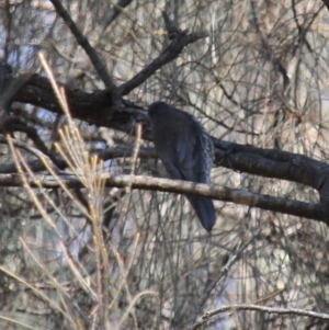 Cormobates leucophaea at Fadden, ACT - 13 Apr 2023