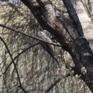 Cormobates leucophaea at Fadden, ACT - 13 Apr 2023 10:39 AM