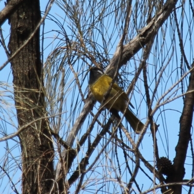 Nesoptilotis leucotis (White-eared Honeyeater) at Fadden, ACT - 13 Apr 2023 by LPadg