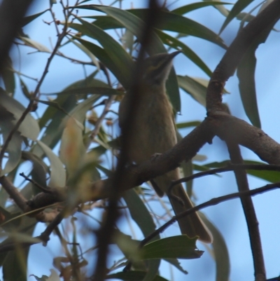 Caligavis chrysops (Yellow-faced Honeyeater) at Wanniassa Hill - 13 Apr 2023 by LPadg