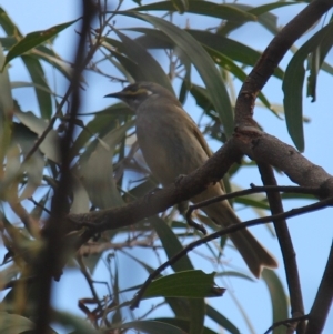 Caligavis chrysops at Fadden, ACT - 13 Apr 2023 10:58 AM