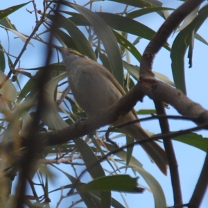 Caligavis chrysops at Fadden, ACT - 13 Apr 2023 10:58 AM