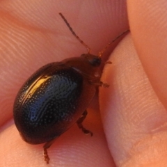 Dicranosterna immaculata (Acacia leaf beetle) at Paddys River, ACT - 18 Apr 2023 by JohnBundock