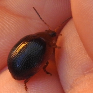 Dicranosterna immaculata at Paddys River, ACT - 18 Apr 2023 12:04 PM