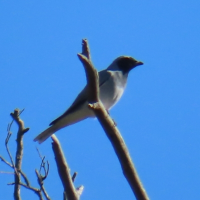 Coracina novaehollandiae (Black-faced Cuckooshrike) at Mount Taylor - 17 Apr 2023 by MatthewFrawley