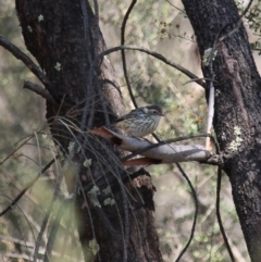 Pyrrholaemus sagittatus (Speckled Warbler) at Wanniassa Hill - 13 Apr 2023 by LPadg