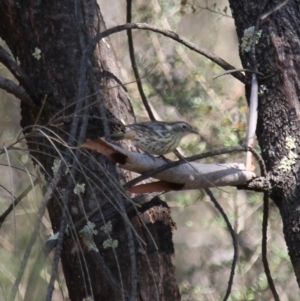 Pyrrholaemus sagittatus at Fadden, ACT - 13 Apr 2023 10:40 AM