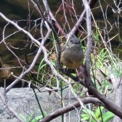 Pachycephala fuliginosa at Woodforde, SA - 18 Apr 2023