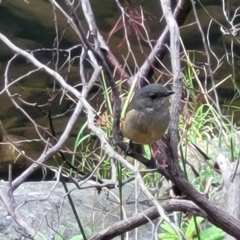 Pachycephala fuliginosa at Woodforde, SA - 18 Apr 2023