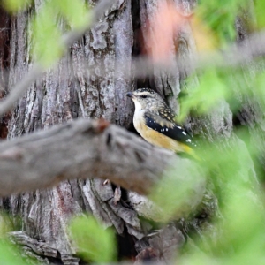 Pardalotus punctatus at Higgins, ACT - 27 Jan 2021