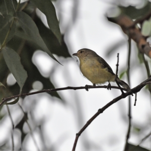 Smicrornis brevirostris at Higgins, ACT - 27 Jan 2021