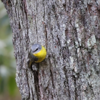 Eopsaltria australis (Eastern Yellow Robin) at Wingecarribee Local Government Area - 14 Jun 2021 by JimL