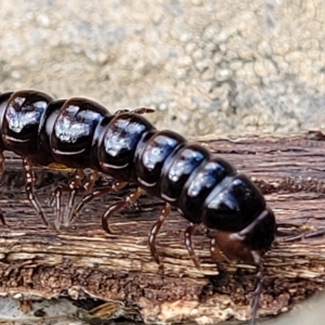 Unidentified Millipede (Diplopoda) at suppressed by trevorpreston
