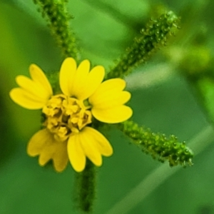 Sigesbeckia orientalis (Indian Weed) at Woodforde, SA by trevorpreston
