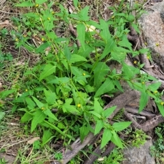 Sigesbeckia orientalis at Woodforde, SA - 18 Apr 2023