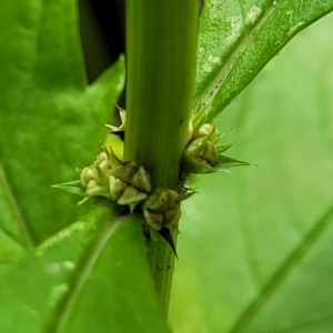 Lycopus australis (Native Gipsywort, Australian Gipsywort) at Woodforde, SA by trevorpreston