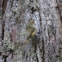 Acanthiza pusilla (Brown Thornbill) at Fitzroy Falls - 14 Jun 2021 by JimL