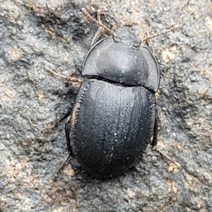 Celibe limbata at Woodforde, SA - 18 Apr 2023 01:23 PM