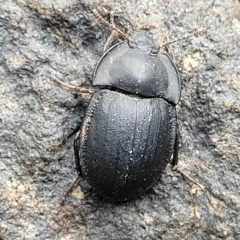 Celibe limbata (Pie-dish beetle) at Woodforde, SA - 18 Apr 2023 by trevorpreston