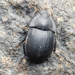 Celibe limbata (Pie-dish beetle) at Woodforde, SA by trevorpreston