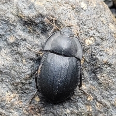 Celibe limbata at Woodforde, SA - 18 Apr 2023