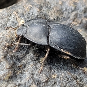 Celibe limbata at Woodforde, SA - 18 Apr 2023