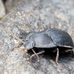 Celibe limbata at Woodforde, SA - 18 Apr 2023