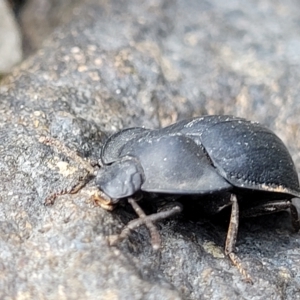 Celibe limbata at Woodforde, SA - 18 Apr 2023 01:23 PM