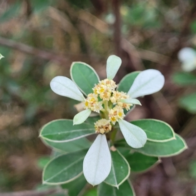 Spyridium spathulatum (Spoon-leaved Spyridium) at Woodforde, SA - 18 Apr 2023 by trevorpreston