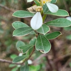 Spyridium spathulatum at Woodforde, SA - 18 Apr 2023