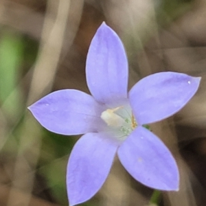 Wahlenbergia stricta subsp. stricta at Woodforde, SA - 18 Apr 2023