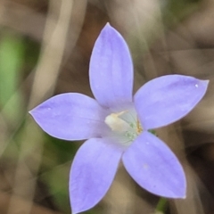 Wahlenbergia stricta subsp. stricta (Tall Bluebell) at Woodforde, SA - 18 Apr 2023 by trevorpreston