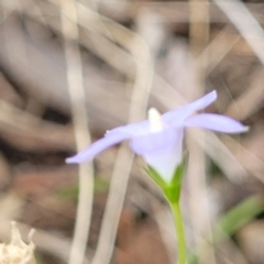 Wahlenbergia stricta subsp. stricta at Woodforde, SA - 18 Apr 2023