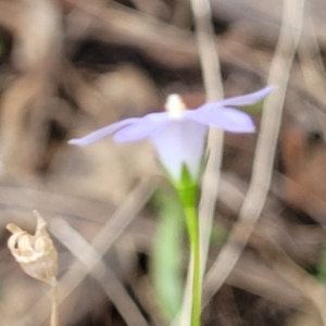 Wahlenbergia stricta subsp. stricta at Woodforde, SA - 18 Apr 2023