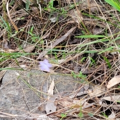 Wahlenbergia stricta subsp. stricta at Woodforde, SA - 18 Apr 2023