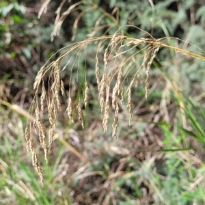 Unidentified Grass at suppressed by trevorpreston