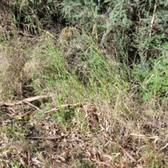 Unverified at suppressed - suppressed