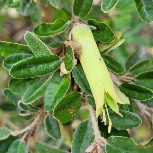 Correa glabra at Woodforde, SA - 18 Apr 2023