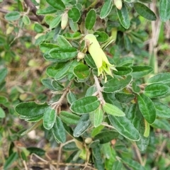 Correa glabra at Woodforde, SA - 18 Apr 2023