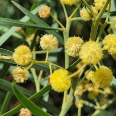 Acacia provincialis (Wirilda) at Woodforde, SA - 18 Apr 2023 by trevorpreston