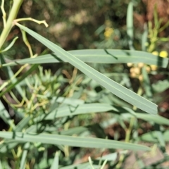 Acacia provincialis at Woodforde, SA - 18 Apr 2023