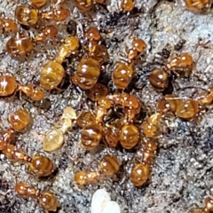 Pheidole sp. (genus) (Seed-harvesting ant) at Woodforde, SA - 18 Apr 2023 by trevorpreston