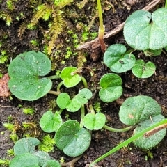 Dichondra repens (Kidney Weed) at Woodforde, SA - 18 Apr 2023 by trevorpreston