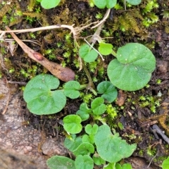 Dichondra repens at Woodforde, SA - 18 Apr 2023 01:13 PM