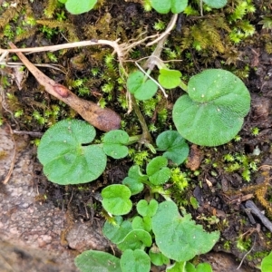 Dichondra repens at Woodforde, SA - 18 Apr 2023 01:13 PM